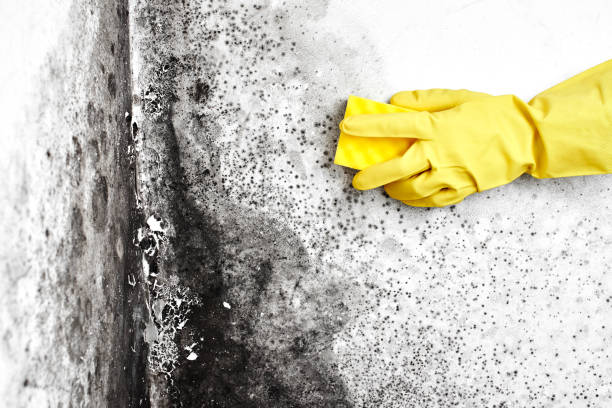 Best Certified Mold Removal  in Shelton, CT