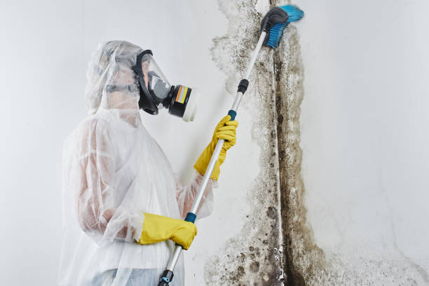 Best Same-Day Mold Removal  in Shelton, CT