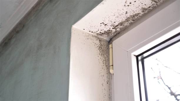 Best Same-Day Mold Removal  in Shelton, CT
