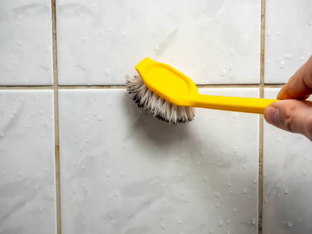 Best Professional Mold Removal  in Shelton, CT