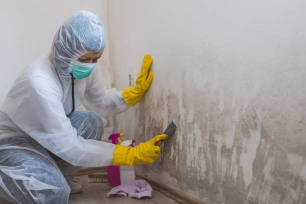 Shelton, CT Mold Removal Company