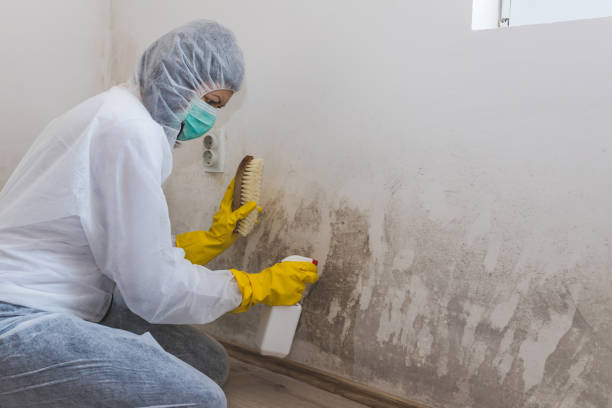 Best Black Mold Removal  in Shelton, CT