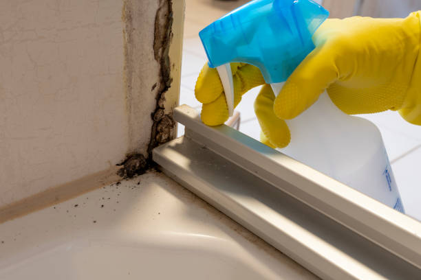 Best Attic Mold Removal  in Shelton, CT