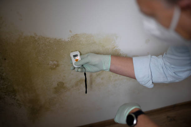 Attic Mold Removal in Shelton, CT