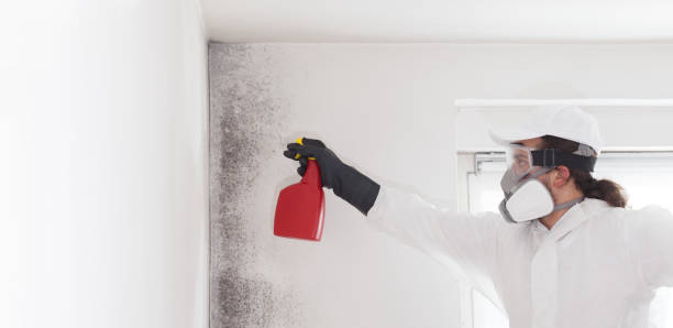 Best Mold Damage Repair  in Shelton, CT