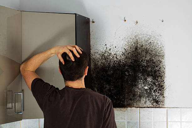 Best Emergency Mold Removal  in Shelton, CT