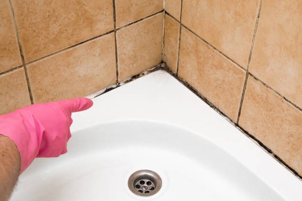 Best Home Mold Removal  in Shelton, CT