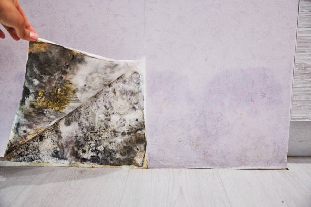 Best Affordable Mold Removal  in Shelton, CT